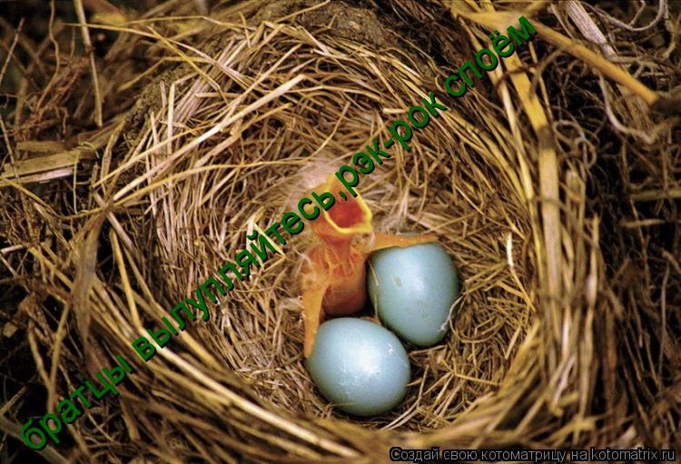 братцы вылупляйтесь,рэк-рок споём... Котоматрица: братцы вылупляйтесь,рэк-рок споём