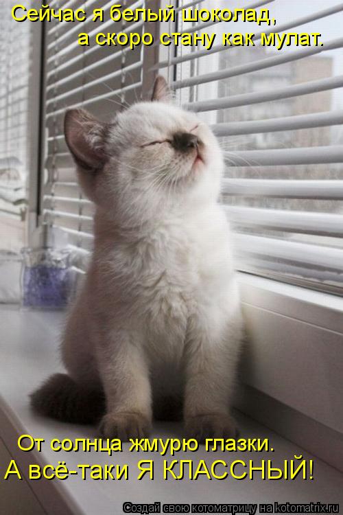Сейчас я белый шоколад, а скоро стану как мулат. От солнца жмурю глазки. А всё-таки Я КЛАССНЫЙ!... Котоматрица: Сейчас я белый шоколад, а скоро стану как мулат. От солнца жмурю глазки. А всё-таки Я КЛАССНЫЙ!