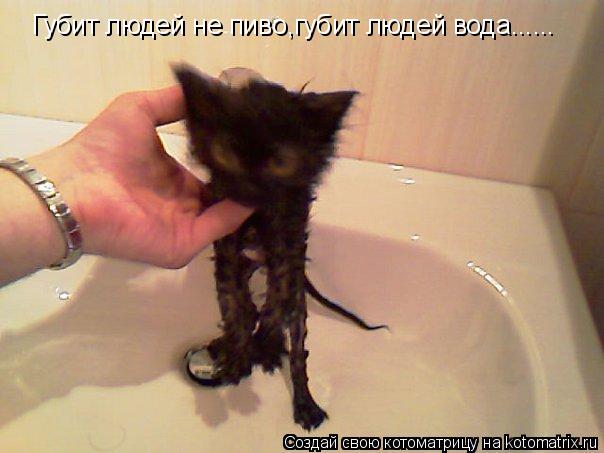 Котоматрица: Губит людей не пиво,губит людей вода......