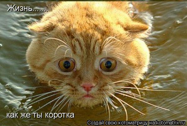Котоматрица: Жизнь....... как же ты коротка