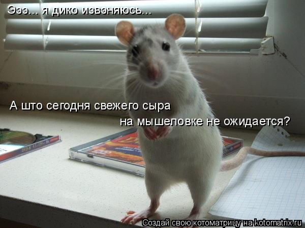 Котоматрица: Эээ... я дико извэняюсь... А што сегодня свежего сыра на мышеловке не ожидается?