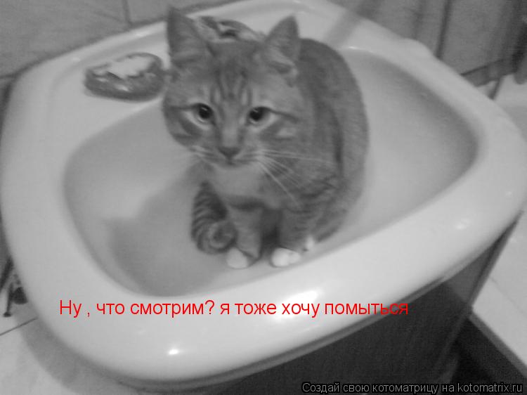 Котоматрица: Ну , что смотрим? я тоже хочу помыться