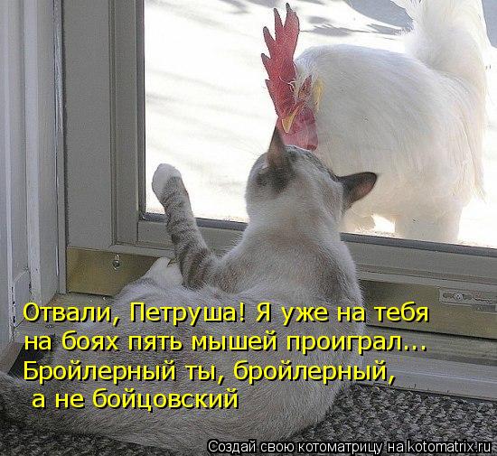 Котоматрица: Отвали, Петруша! Я уже на тебя на боях пять мышей проиграл... Бройлерный ты, бройлерный,  а не бойцовский