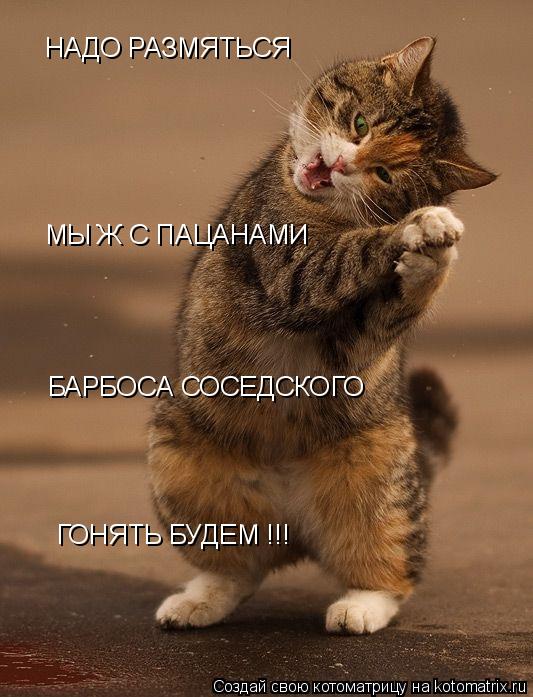 Котоматрица: НАДО РАЗМЯТЬСЯ МЫ Ж С ПАЦАНАМИ  БАРБОСА СОСЕДСКОГО ГОНЯТЬ БУДЕМ !!!
