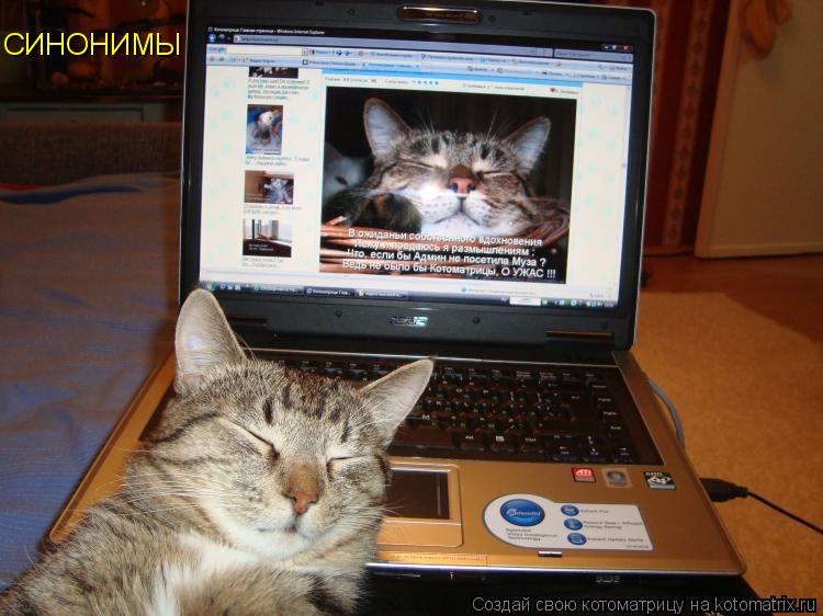 Котоматрица: СИНОНИМЫ