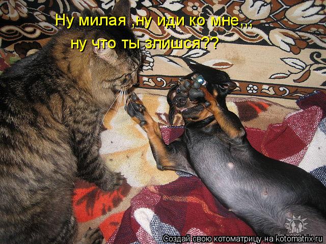 Котоматрица: Ну милая ,ну иди ко мне,,, ну что ты злишся??