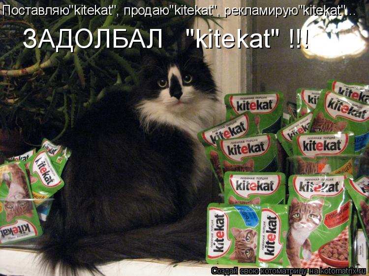 Котоматрица: Поставляю"kitekat", продаю"kitekat", рекламирую"kitekat"... ЗАДОЛБАЛ   "kitekat" !!!