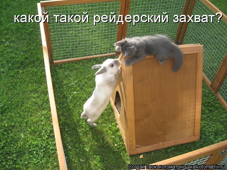 Котоматрица: какой такой рейдерский захват?