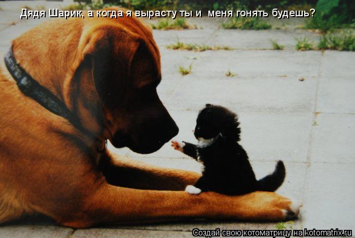 Котоматрица: Дядя Шарик, а когда я вырасту ты и  меня гонять будешь?