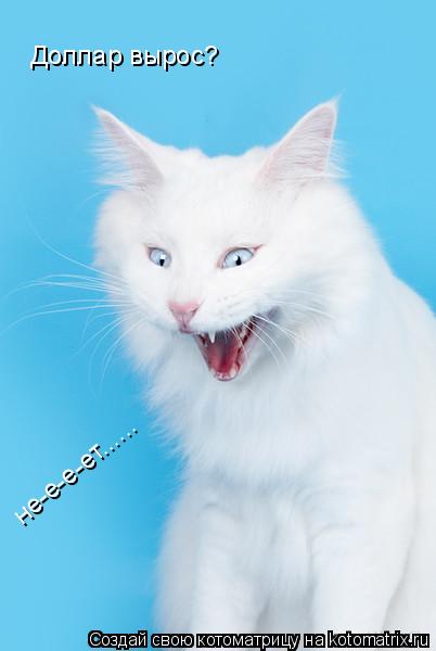 Котоматрица: Доллар вырос?  не-е-е-ет......