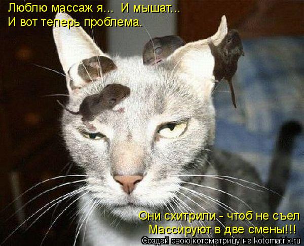 Котоматрица: Люблю массаж я...  И мышат... И вот теперь проблема. Массируют в две смены!!! Они схитрили - чтоб не съел