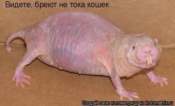 Котоматрица: Видете, бреют не тока кошек....