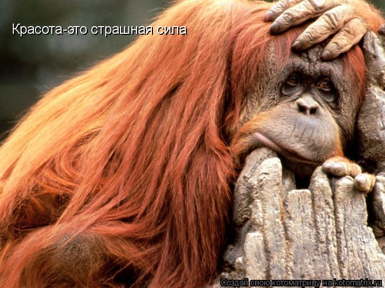 Котоматрица: Красота-это страшная сила