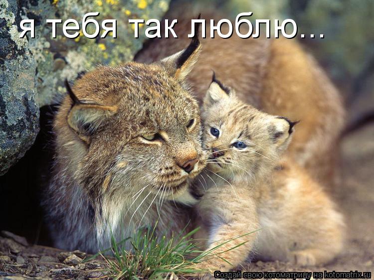 Котоматрица: я тебя так люблю...