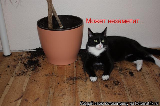Котоматрица: Может незаметит...