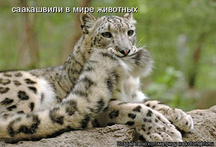 Котоматрица: саакашвили в мире животных