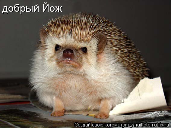 Котоматрица: добрый Йож