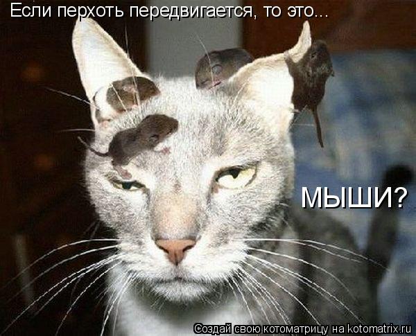Котоматрица: Если перхоть передвигается, то это... МЫШИ?