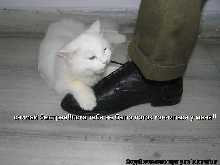 Котоматрица: снимай быстрее!!пока тебя не было лоток кончилься у меня!!
