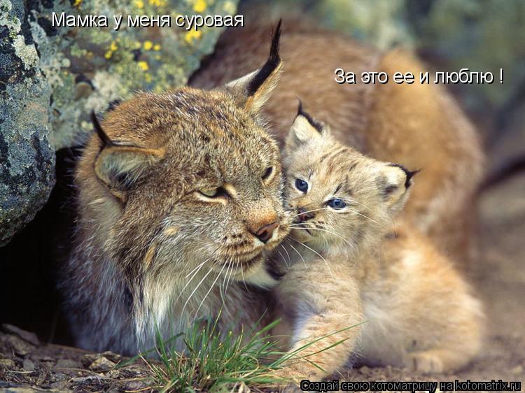 Котоматрица: Мамка у меня суровая За это ее и люблю !
