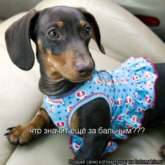 Котоматрица: что значит ещё за бальным???