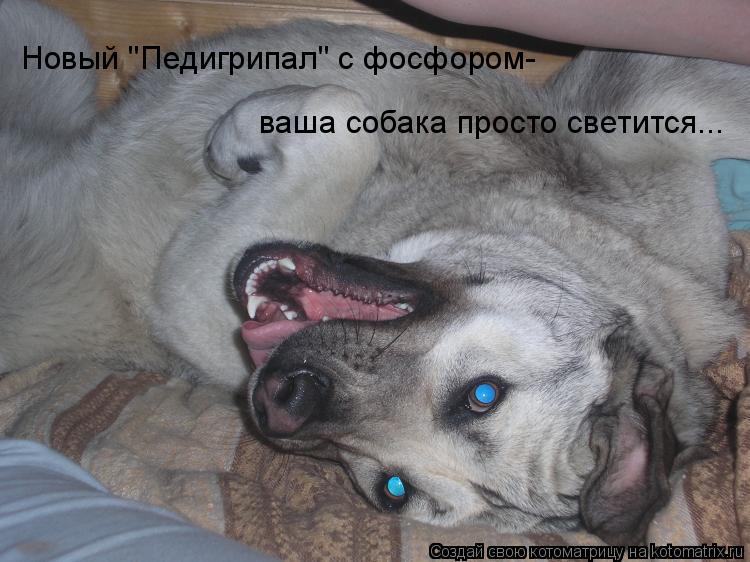 Котоматрица: Новый "Педигрипал" с фосфором- ваша собака просто светится...