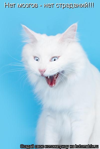 Котоматрица: Нет мозгов - нет страданий!!!