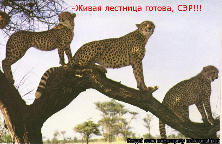 Котоматрица: -Живая лестница готова, СЭР!!!