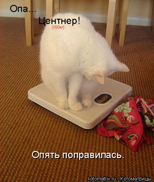 Котоматрица: Опять поправилась. Опа... Центнер! (100кг)