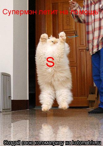 Котоматрица: S Супермэн летит на помощь