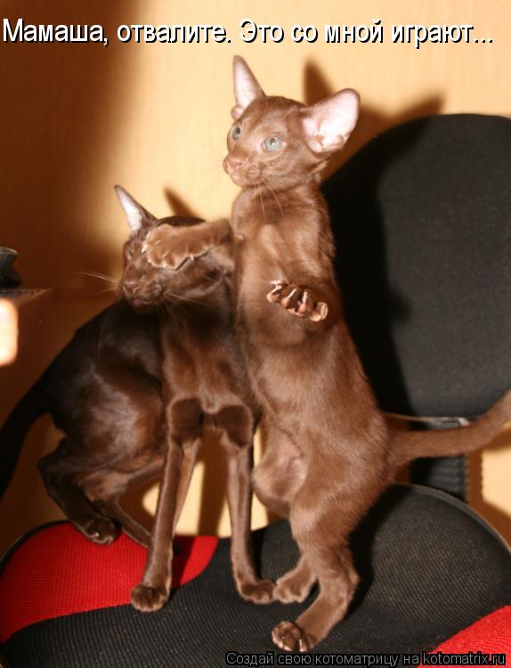 Котоматрица: Мамаша, отвалите. Это со мной играют...