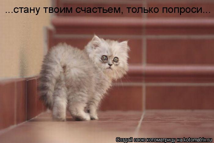 Котоматрица: ...стану твоим счастьем, только попроси...