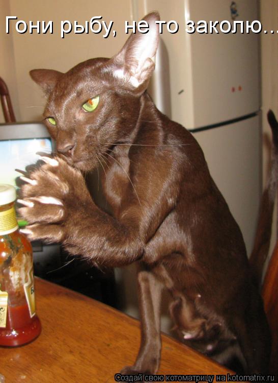 Котоматрица: Гони рыбу, не то заколю...