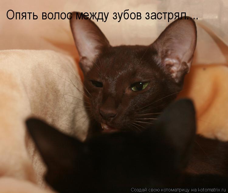 Котоматрица: Опять волос между зубов застрял....