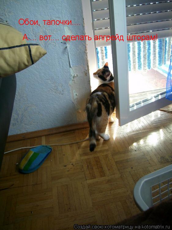 Котоматрица: Обои, тапочки.... А.... вот.... сделать апгрейд шторам!
