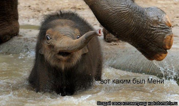 Котоматрица: вот каким был Мени