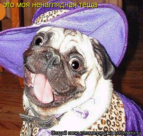 Котоматрица: это моя ненаглядная тёща