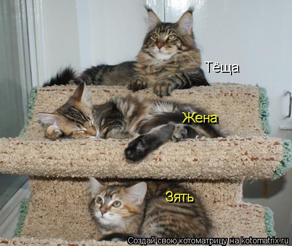 Котоматрица: Тёща Жена Зять Зять Жена