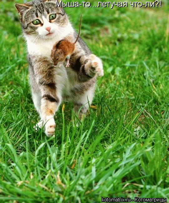 Котоматрица: Мыша-то...летучая что-ли?!