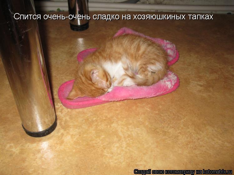 Котоматрица: Спится очень-очень сладко на хозяюшкиных тапках