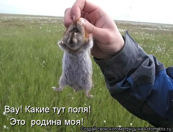 Котоматрица: Вау! Какие тут поля!  Это  родина моя!