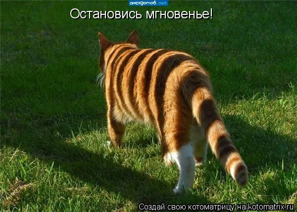 Котоматрица: Остановись мгновенье!