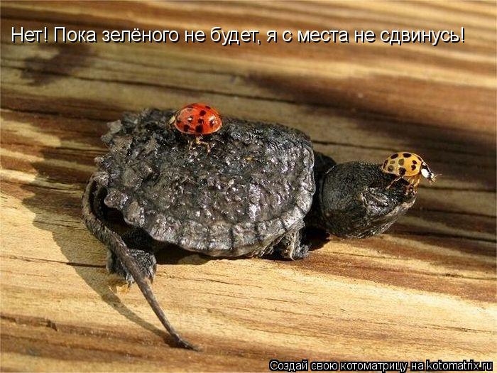 Котоматрица: Нет! Пока зелёного не будет, я с места не сдвинусь!
