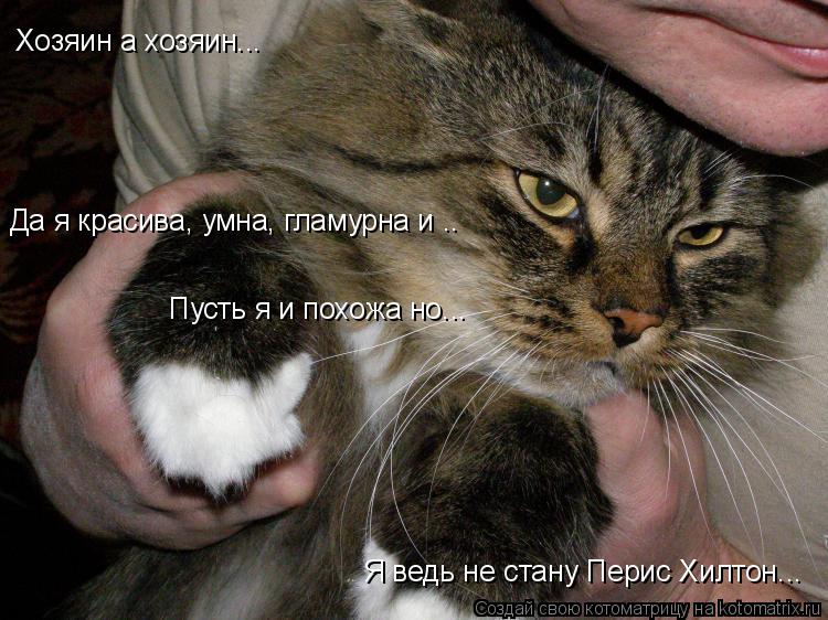 Котоматрица: Хозяин а хозяин... Я ведь не стану Перис Хилтон... Пусть я и похожа но... Да я красива, умна, гламурна и ..