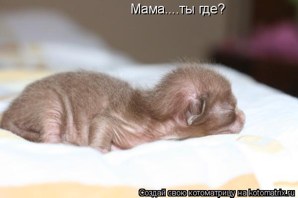 Котоматрица: Мама....ты где?