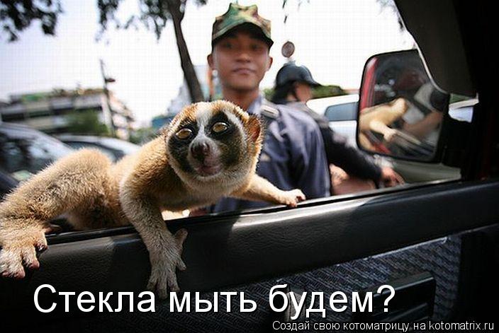 Котоматрица: Стекла мыть будем?