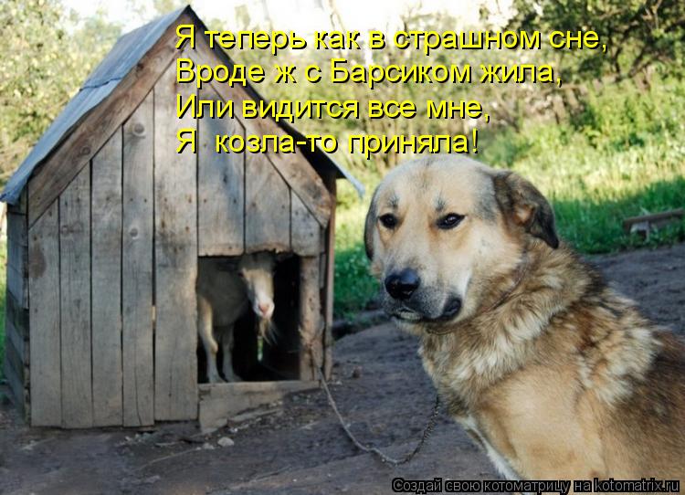 Котоматрица: Я теперь как в страшном сне, Вроде ж с Барсиком жила, Или видится все мне, Я  козла-то приняла!