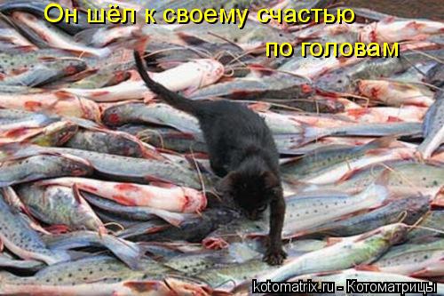 Котоматрица: Он шёл к своему счастью по головам