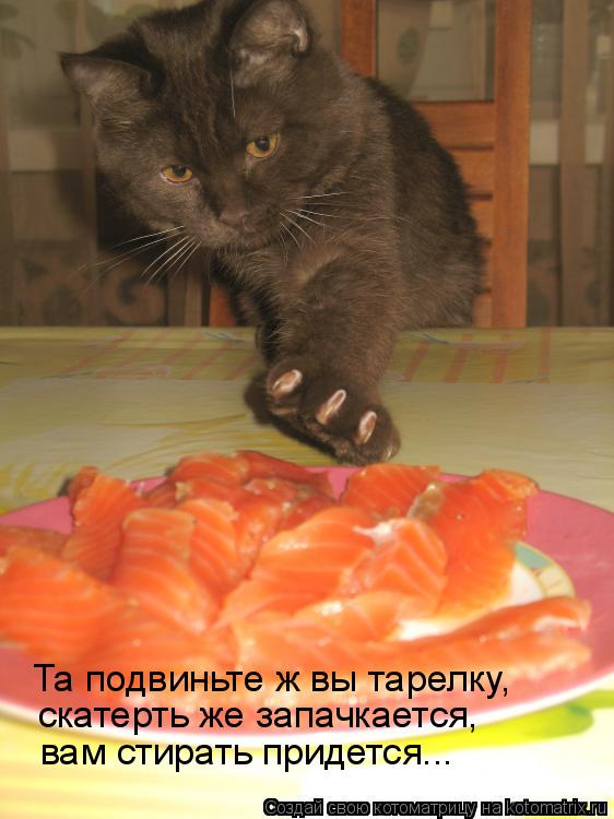 Котоматрица: Та подвиньте ж вы тарелку, скатерть же запачкается, вам стирать придется...