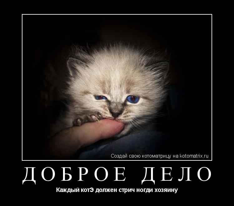 Котоматрица: Доброе дело Каждый котЭ должен стрич ногди хозяину